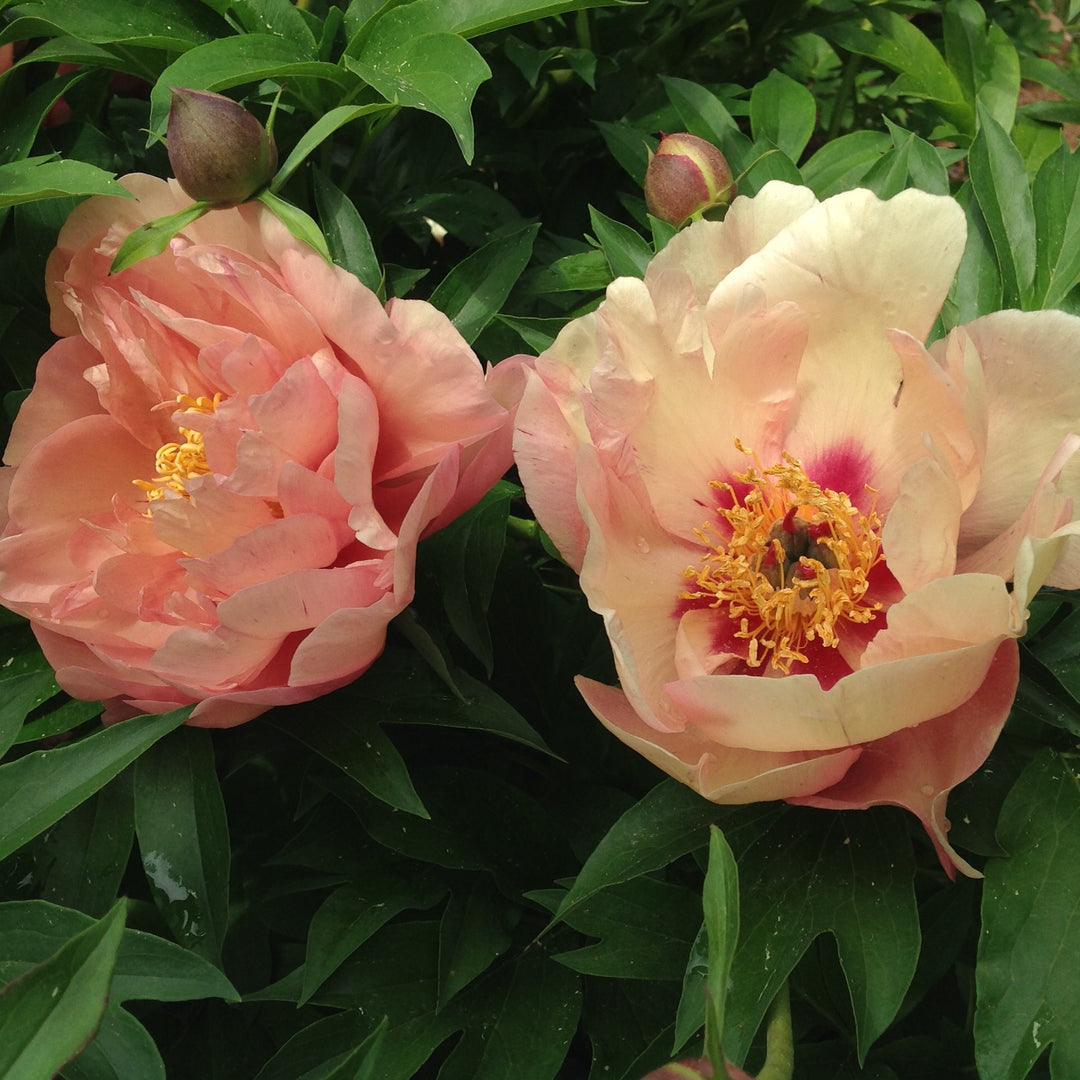 Paeonia 'Smithopus5' ~ Garden Candy® Peach-A-Licious™ Peony-ServeScape