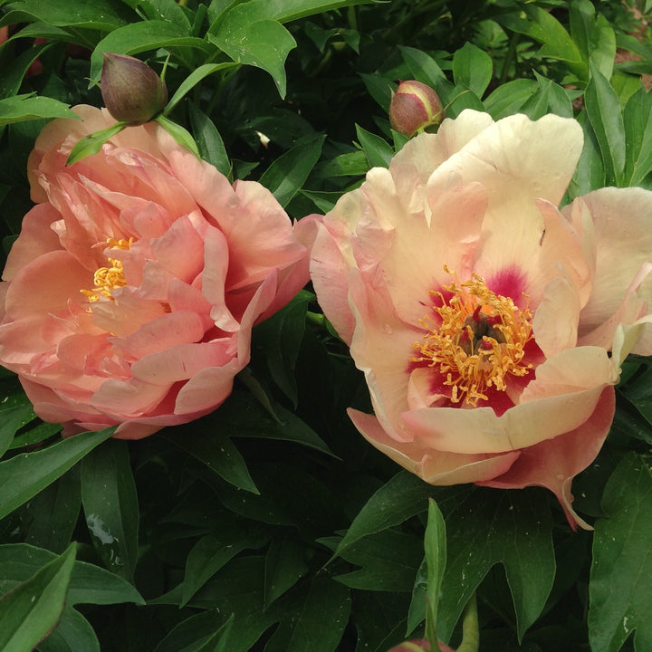 Paeonia 'Smithopus5' ~ Garden Candy® Peach-A-Licious™ Peony-ServeScape