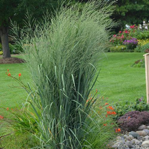 Panicum virgatum 'Totem Pole' 29,951 ~ Prairie Winds® Totem Pole Switch Grass-ServeScape