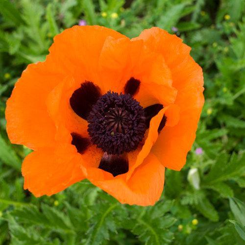 Papaver orientalis 'Prince of Orange' ~ Prince of Orange Poppies-ServeScape