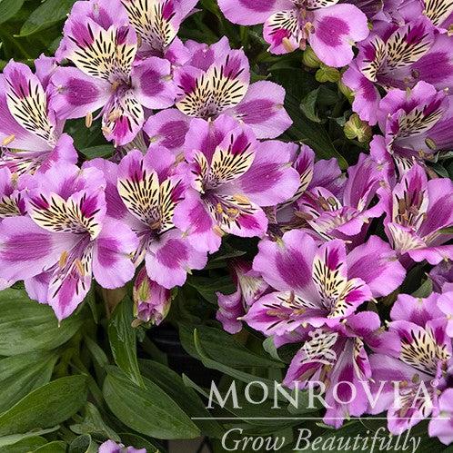 Alstroemeria x 'Zaprimu'~ Monrovia® Colorita® Mulan® Peruvian Lily-ServeScape