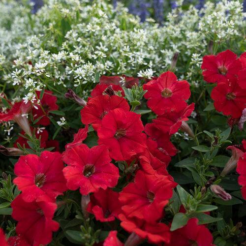 Petunia hybrid 'Really Red' ~ PW® Supertunia® Really Red Petunia-ServeScape