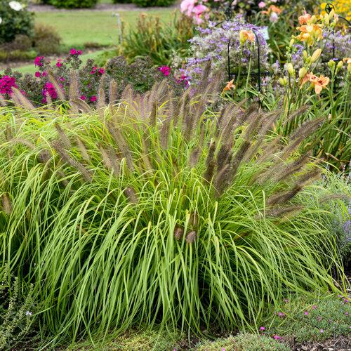 Pennisetum alopecuroides 'Lemon Squeeze' ~ Prairie Winds® Lemon Squeeze Fountain Grass-ServeScape