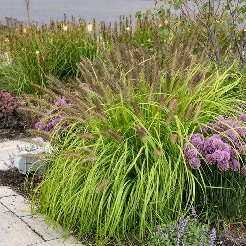 Pennisetum alopecuroides 'Lemon Squeeze' ~ Prairie Winds® Lemon Squeeze Fountain Grass-ServeScape