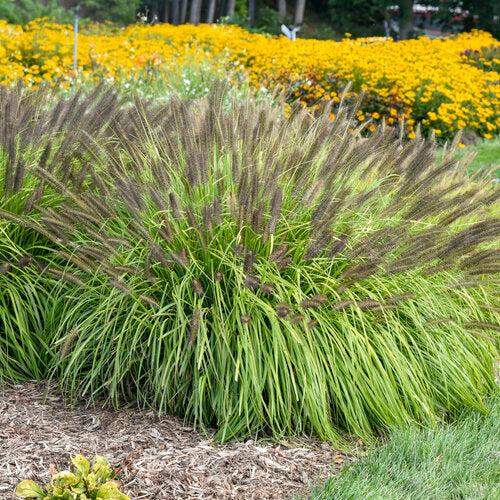 Pennisetum alopecuroides 'Lemon Squeeze' ~ Prairie Winds® Lemon Squeeze Fountain Grass-ServeScape