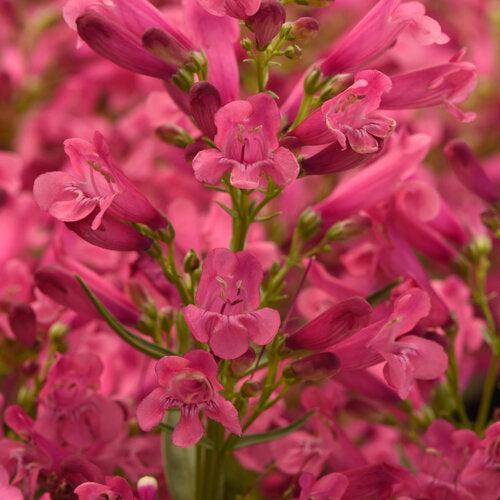 Penstemon barbatus 'Balrocinki' ~ Monrovia® Rock Candy™ Pink Improved Beardtongue-ServeScape
