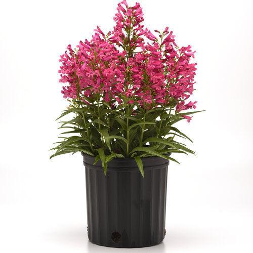 Penstemon barbatus 'Balrocinki' ~ Monrovia® Rock Candy™ Pink Improved Beardtongue-ServeScape