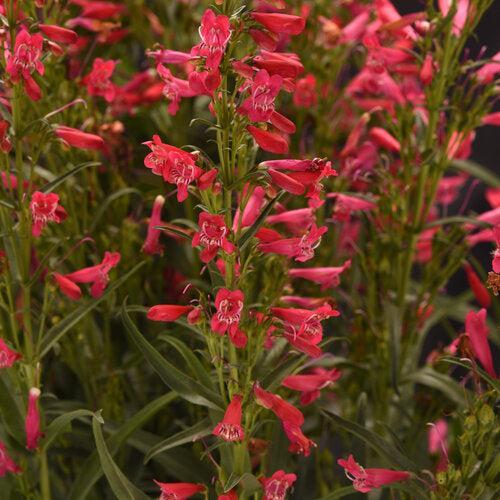 Penstemon 'Balsummru' ~ Summit Sweets™ Ruby Beardtongue-ServeScape