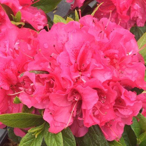 Rhododendron x 'NCRX7' ~ PW® Perfecto Mundo® Double Dark Pink Azalea-ServeScape