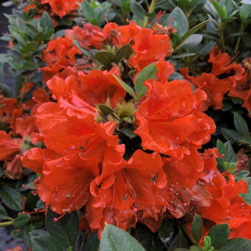 Rhododendron x 'NCRX6' ~ PW® Perfecto Mundo® Orange Azalea-ServeScape