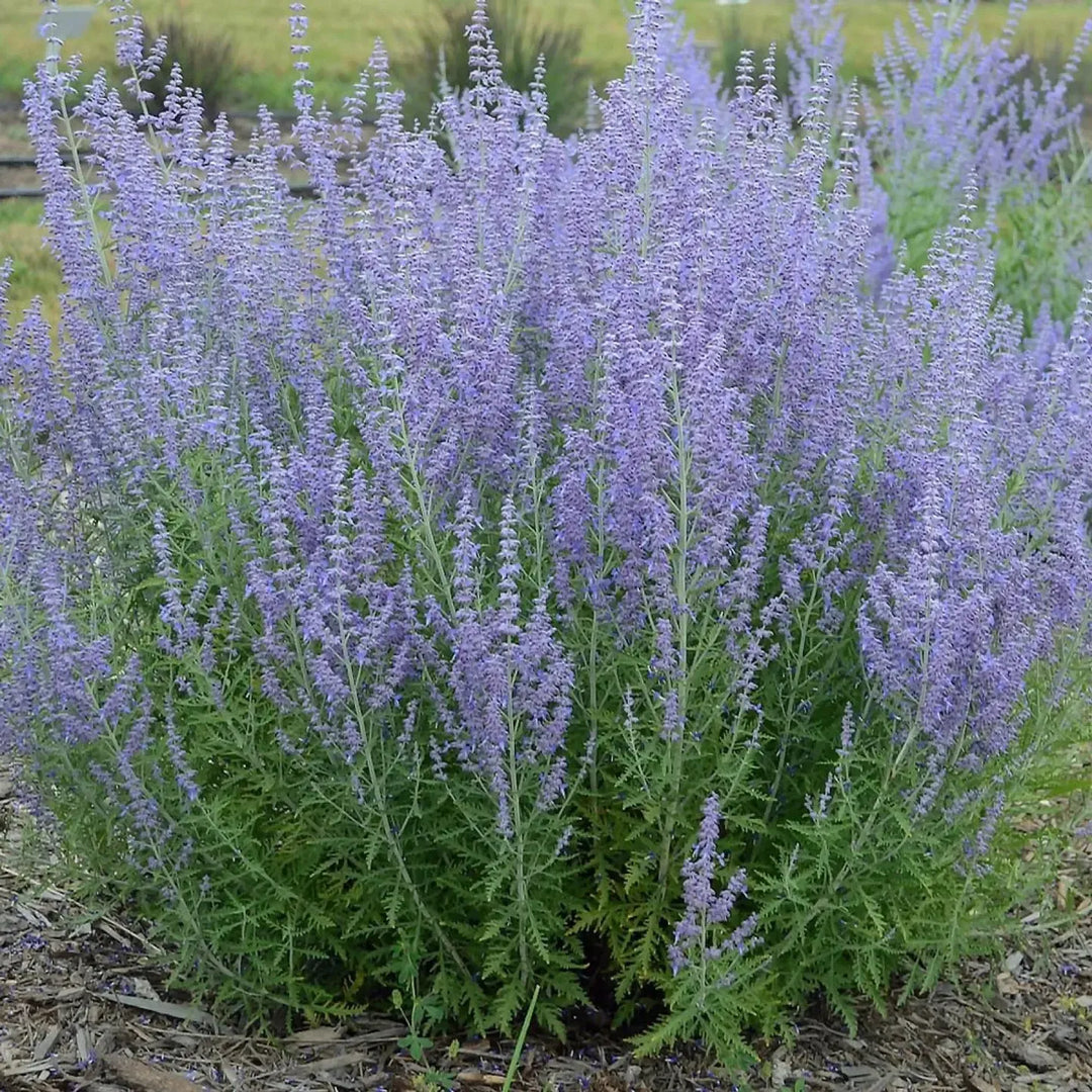 Perovskia atriplicifolia 'Jelena' ~ Jelena Russian Sage-ServeScape