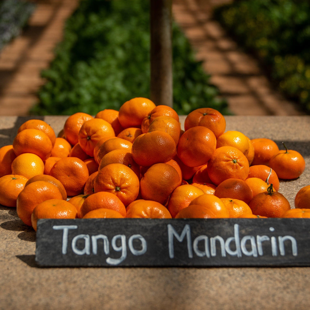 Citrus reticulata 'Tango' ~ Tango Mandarin-ServeScape