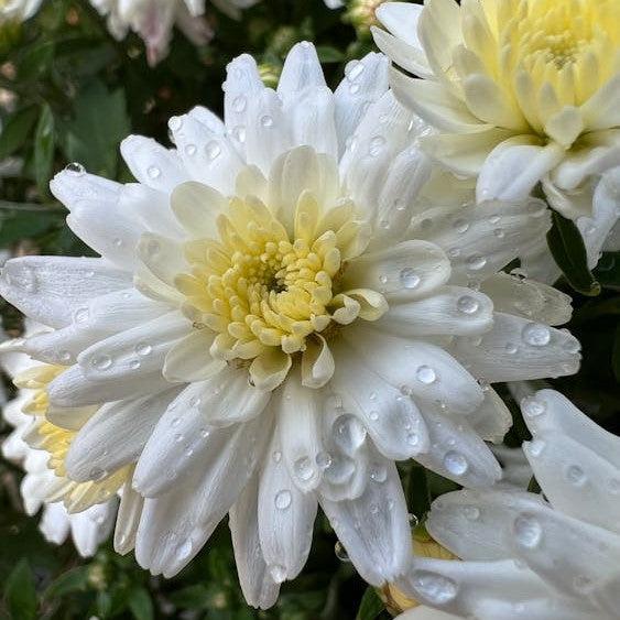 Chrysanthemum x morifolium 'Amiko White' ~ Belgian Mums® Amiko White Mum-ServeScape