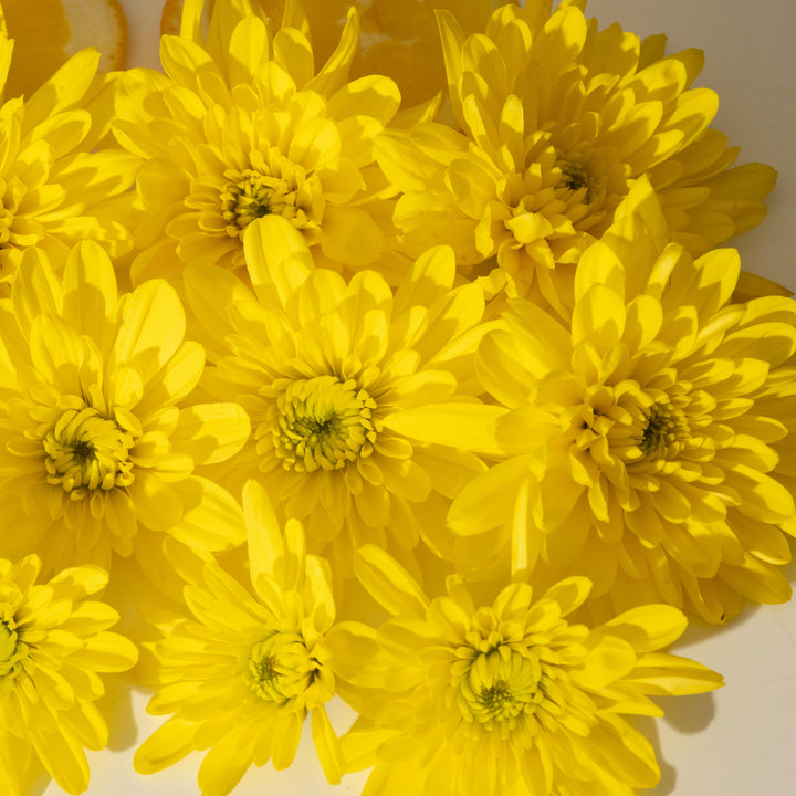 Chrysanthemum x morifolium 'Amiko Yellow' ~ Belgian Mums® Amiko Yellow Mum-ServeScape