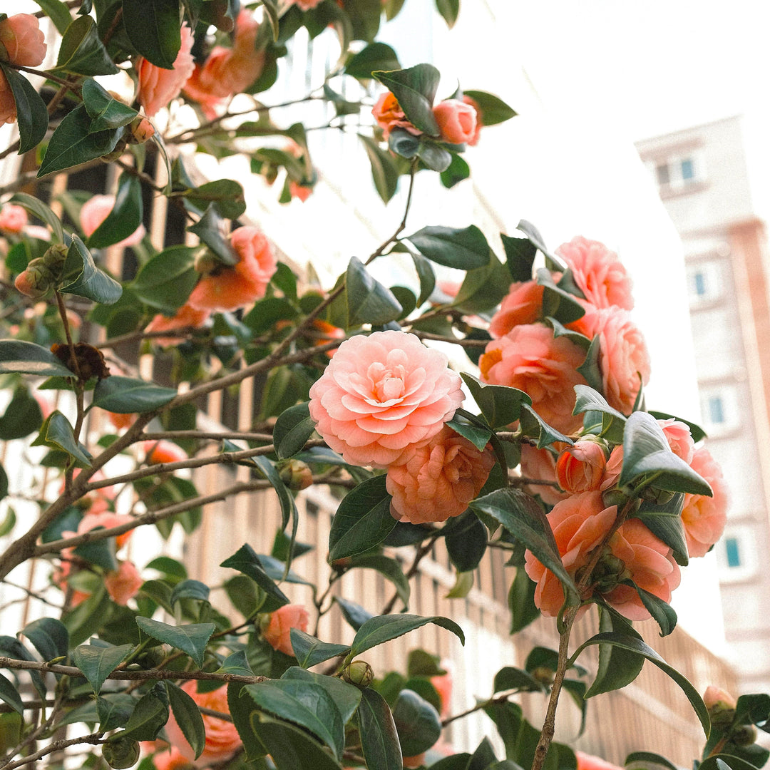 Camellia japonica 'April Pink' ~ April Pink Camellia-ServeScape