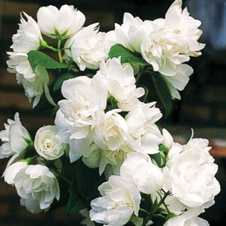 Philadelphus 'Snow White Fantasy' ~ Snow White™ Mockorange-ServeScape