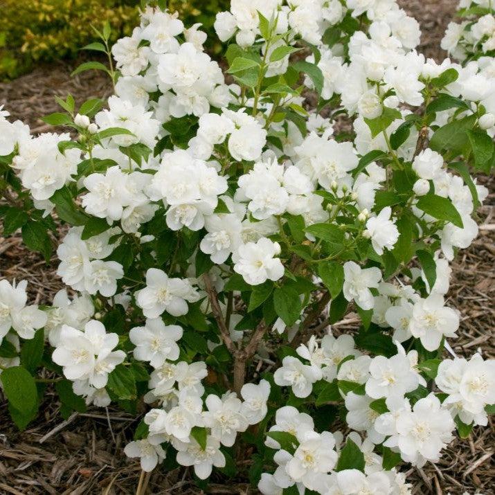 Philadelphus 'Snow White Fantasy' ~ Snow White™ Mockorange-ServeScape