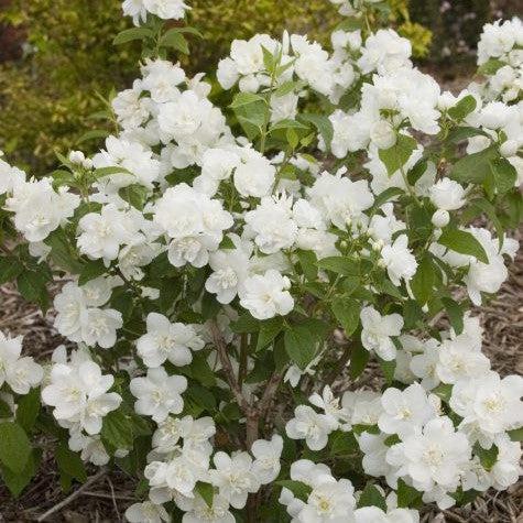 Philadelphus 'Snow White Fantasy' ~ Snow White™ Mockorange-ServeScape