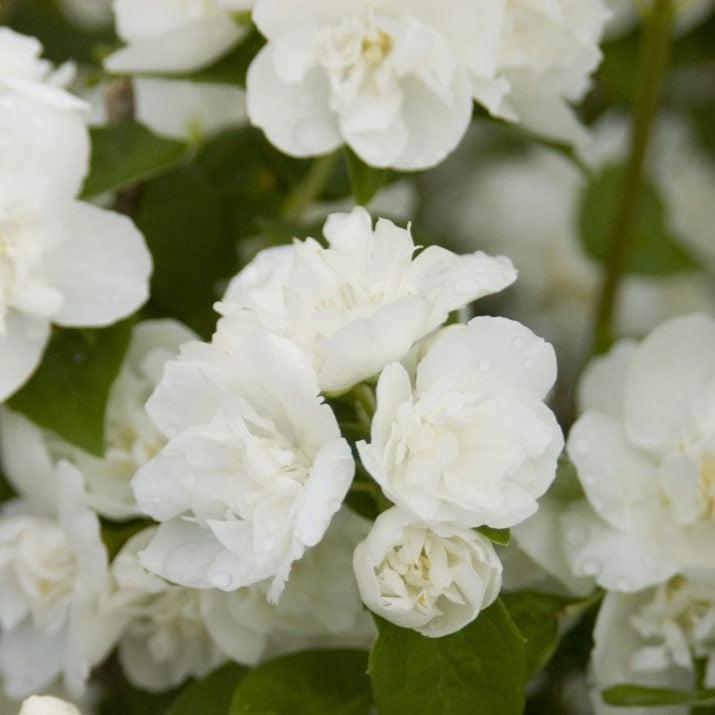 Philadelphus 'Snow White Fantasy' ~ Snow White™ Mockorange-ServeScape