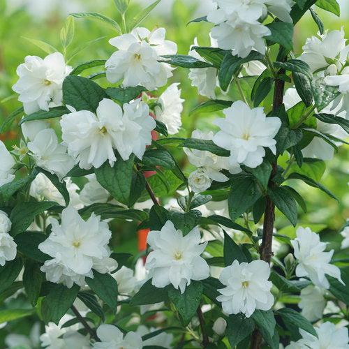 Philadelphus coronarius 'SMNPBD' ~ Illuminati Arch® Mockorange-ServeScape