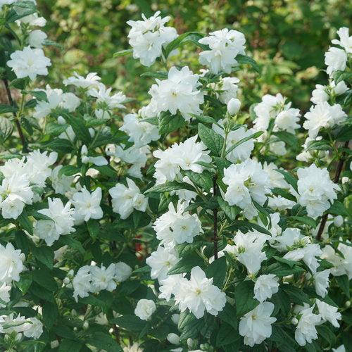 Philadelphus coronarius 'SMNPBD' ~ Illuminati Arch® Mockorange-ServeScape