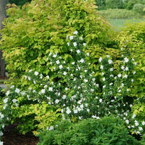 Philadelphus coronarius 'SMNPBD' ~ Illuminati Arch® Mockorange-ServeScape