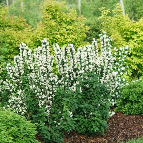 Philadelphus coronarius 'SMNPVG' ~ Illuminati Tower® Mockorange-ServeScape