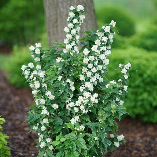 Philadelphus coronarius 'SMNPVG' ~ Illuminati Tower® Mockorange-ServeScape