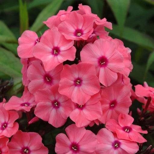 Phlox paniculata 'Ditomdre' PP20,907 ~ First Editions® Coral Crème Drop™ Phlox-ServeScape