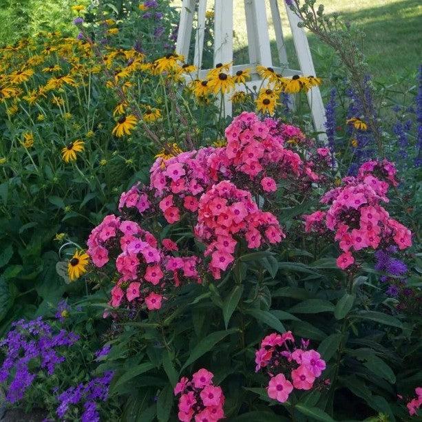 Phlox paniculata 'Ditomdre' PP20,907 ~ First Editions® Coral Crème Drop™ Phlox-ServeScape