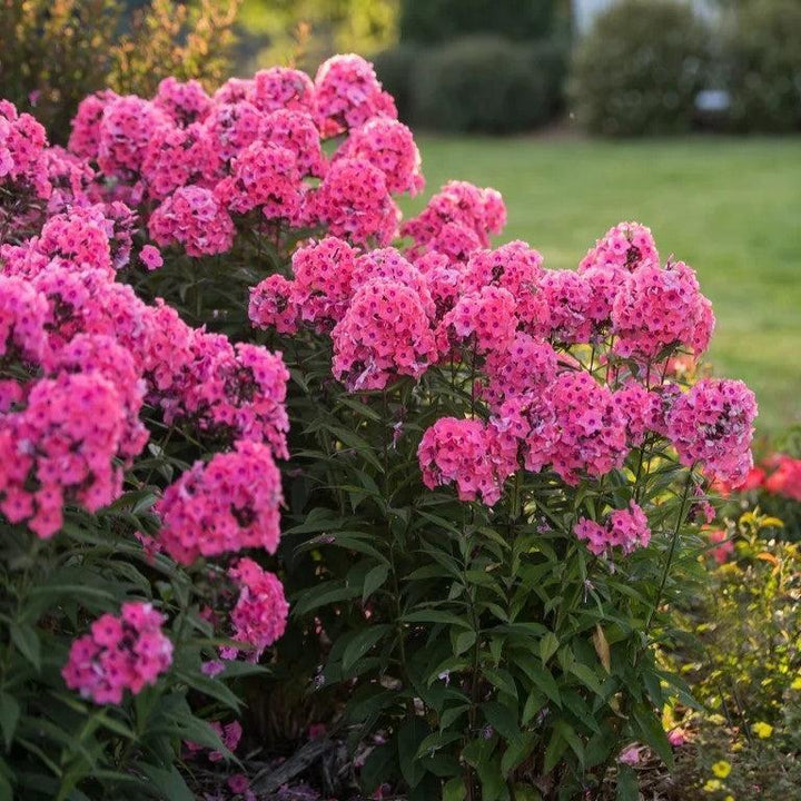 Phlox paniculata 'Ditomdre' PP20,907 ~ First Editions® Coral Crème Drop™ Phlox-ServeScape