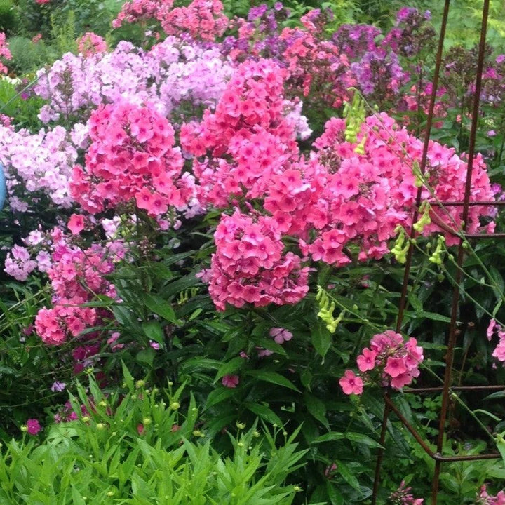 Phlox paniculata 'Ditomdre' PP20,907 ~ First Editions® Coral Crème Drop™ Phlox-ServeScape