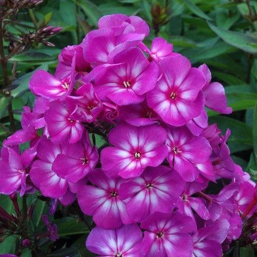 Phlox paniculata 'Ditomsur' PP21,109 ~ First Editions® Grape Lollipop™ Phlox-ServeScape