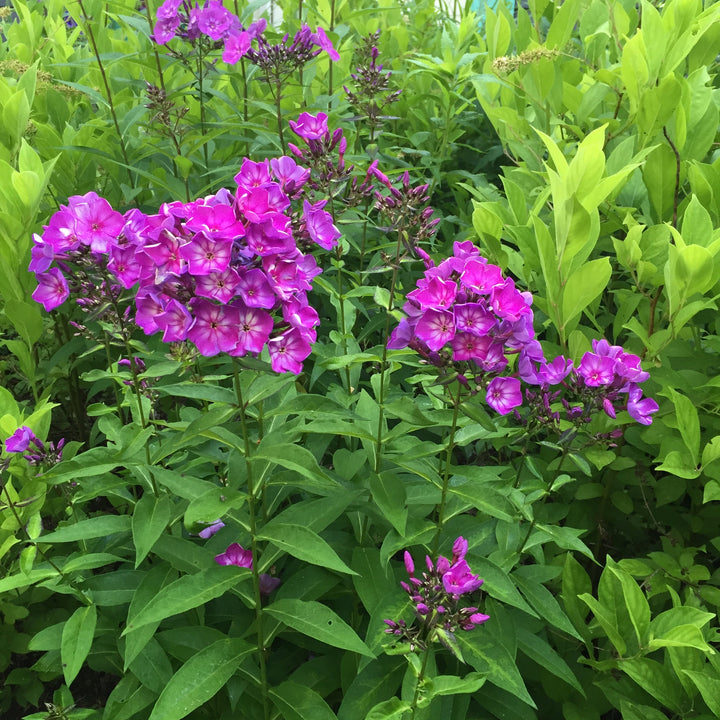 Phlox paniculata 'Ditomsur' PP21,109 ~ First Editions® Grape Lollipop™ Phlox-ServeScape