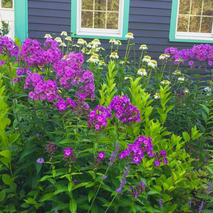 Phlox paniculata 'Ditomsur' PP21,109 ~ First Editions® Grape Lollipop™ Phlox-ServeScape