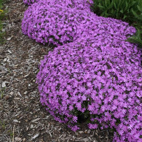 Phlox 'Bedazzled Pink' PP32063 ~ Bedazzled Pink Phlox-ServeScape