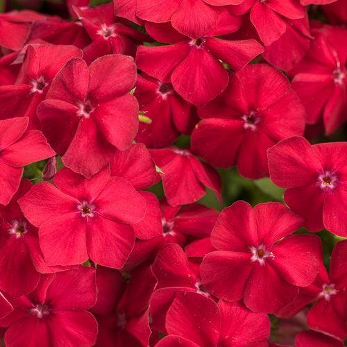 Phlox drummondii 'DPHLOX911' PP28,127 ~ PW® Intensia® Red Hot Drummond Phlox-ServeScape