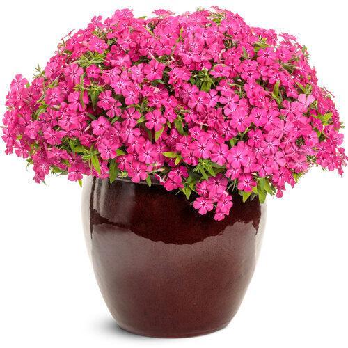 Phlox drummondii 'KAZI14826' ~ PW® Intensia® Bright Pink Drummond Phlox-ServeScape