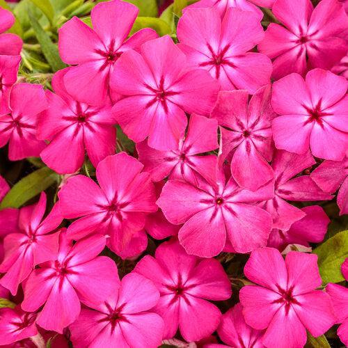 Phlox drummondii 'KAZI14826' ~ PW® Intensia® Bright Pink Drummond Phlox-ServeScape