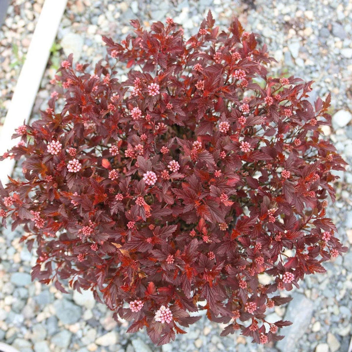 Physocarpus opulifolius 'Auntie B’ PP35,794 ~ Bloomin' Easy® Calico Kitty™ Ninebark-ServeScape