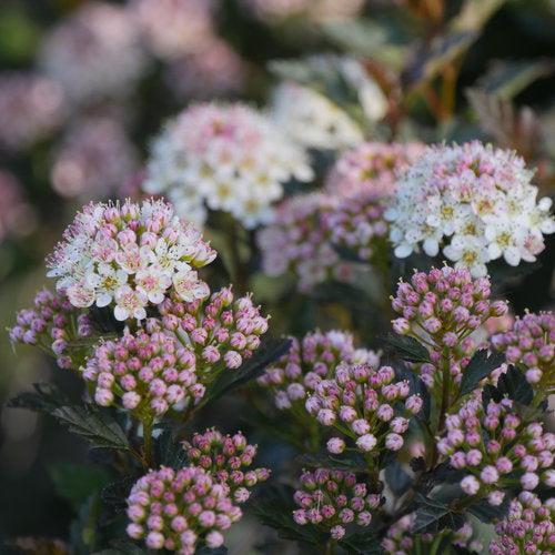 Physocarpus opulifolius 'SMNPOTW' ~ Tiny Wine® Ninebark-ServeScape