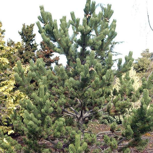 Pinus nigra 'Oregon Green' ~ Oregon Green Black Pine-ServeScape