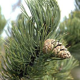 Pinus nigra 'Oregon Green' ~ Oregon Green Black Pine-ServeScape