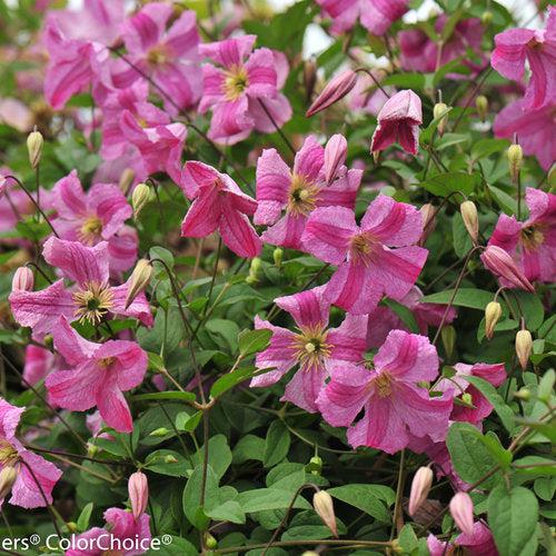 Clematis 'Krakowiak' USPP 24,374 ~ Pink Mink® Clematis-ServeScape