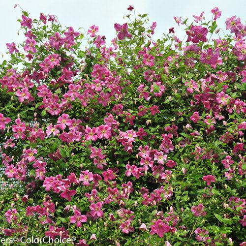 Clematis 'Krakowiak' USPP 24,374 ~ Pink Mink® Clematis-ServeScape