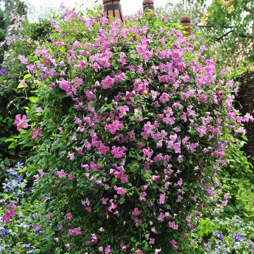 Clematis 'Krakowiak' USPP 24,374 ~ Pink Mink® Clematis-ServeScape