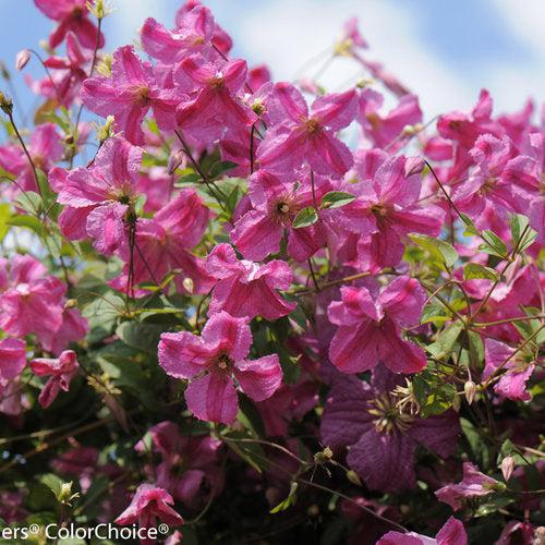 Clematis 'Krakowiak' USPP 24,374 ~ Pink Mink® Clematis-ServeScape