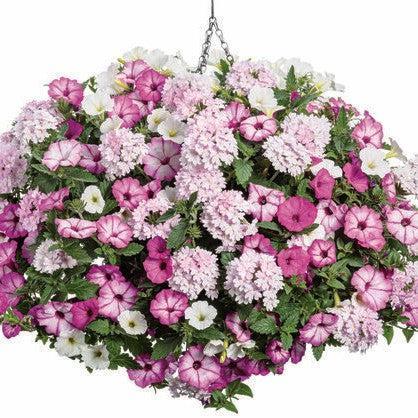 King's Greenhouse ~ PW® Pink Parrot Combo Pot-ServeScape