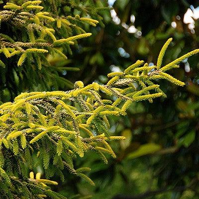 Picea orientalis 'Skylands' ~ Skylands Oriental Spruce-ServeScape