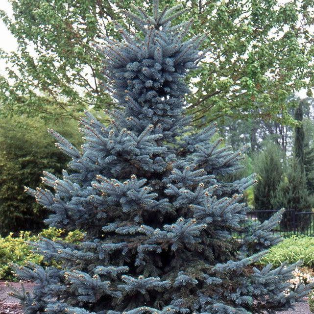 Picea pungens 'Baby Blue Eyes' ~ Baby Blue Eyes Spruce-ServeScape